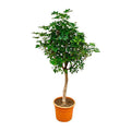 Strahlenaralie – Schefflera auf Stiel – Zimmerpflanze 210cm – Ø45cm – Immergrüne XXL – Grünpflanze mit handförmigen Blättern – Pflegeleicht – Plant