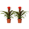 Guzmania Hope – Bromelie – 2 Zimmerpflanzen Ø12cm – ca. 40cm hoch – Tropische Blühpflanze mit leuchtend gelber & roter Blüte – Plant