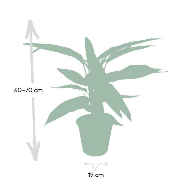 Calathea Triostar – Ø17cm H60cm – Tropische Zimmerpflanze mit rosa – grün – weißem Blattmuster – Pflegeleicht – Für indirektes Licht – Luftreinigend – Plant