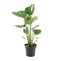 Köstliches Fensterblatt – Monstera Deliciosa – pflegeleichte Zimmerpflanze – Ø17cm – ca. 60cm hoch – dekorative Grünpflanze mit großen Blättern – Plant