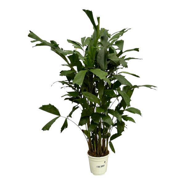 Fischschwanzpalme – Caryota Mitis – Tropische Zimmerpflanze ↕120cm – Ø19cm – Exotische Palme mit gefiederten Blättern – Plant