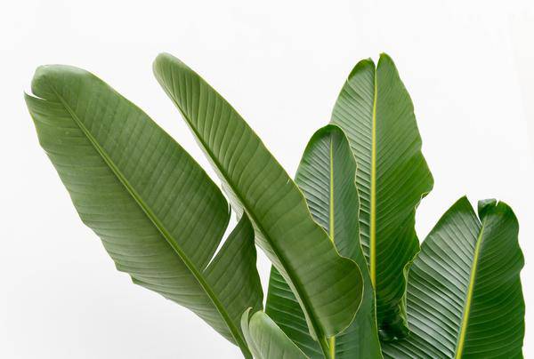 Baum – Strelitzie – Strelitzia Augusta mehrstämmig XXL – 225cm – Ø40cm – Weißer Paradiesvogel