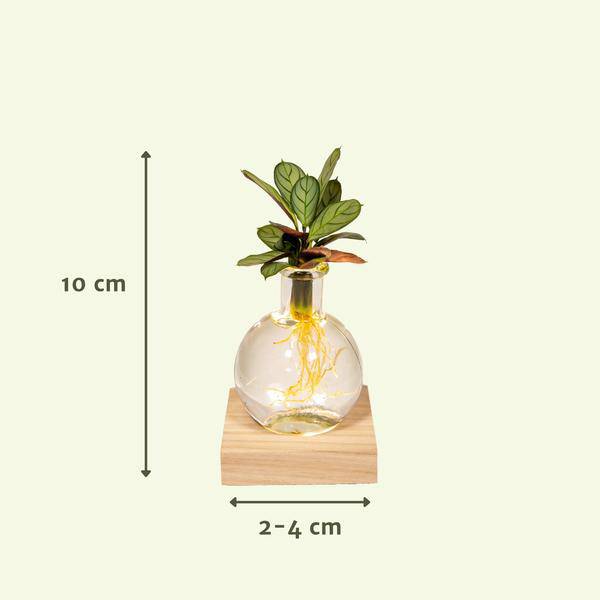 Calathea Hydroponie – Mischung im Samoa Glas mit LED Beleuchtung Zimmerpflanze Ø12cm ↕10cm – pflegeleichte Grünpflanze für Wohnzimmer, Büro – Plant