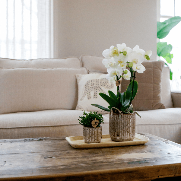 Phalaenopsis Orchidee Amabilis Weiß – Geschenkset mit Jaguar Ziertöpfen, Grünpflanze & Bambustablett – Plant
