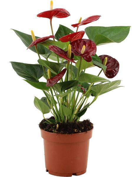 Anthurium Calon – Flamingoblume – Zimmerpflanze – Ø12cm – ↕36cm – Tropische Blühpflanze mit herzförmigen Blüten – Luftreinigend & pflegeleicht