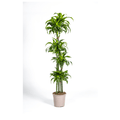 Drachenbaum Dracaena Deremensis Dorado Zimmerpflanze Ø27cm ↕180cm – pflegeleichte Grünpflanze für Wohnzimmer, Büro & helle Standorte kaufen – Plant