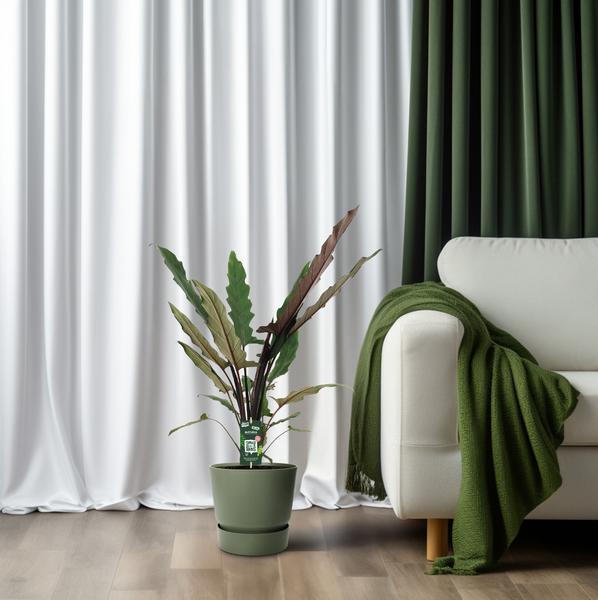 Elefantenohr Alocasia Lauterbachiana Zimmerpflanze Ø19cm ↕80cm – pflegeleichte Grünpflanze für Wohnzimmer, Büro & helle Standorte kaufen – Plant