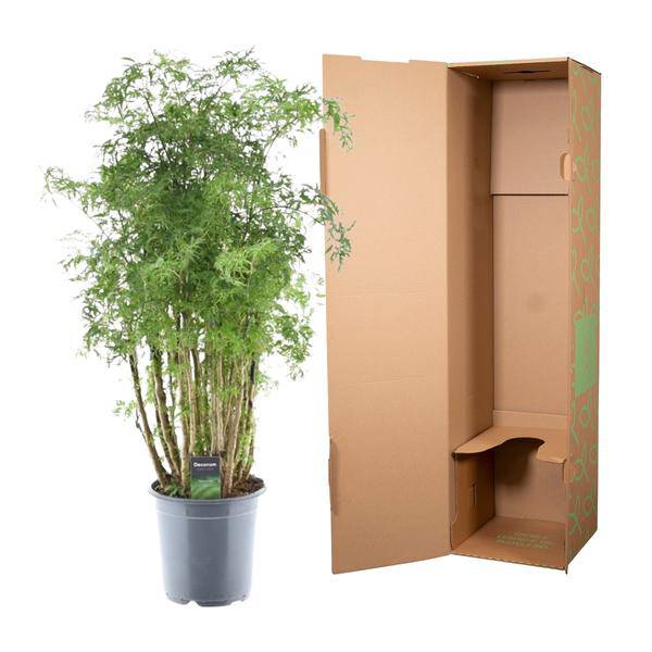 Polyscias Hawaiiana Ming – Fiederaralie – Immergrüne Zimmerpflanze – Elegante Grünpflanze für Wohnzimmer & Büro – ↕90cm – Ø24cm – Plant