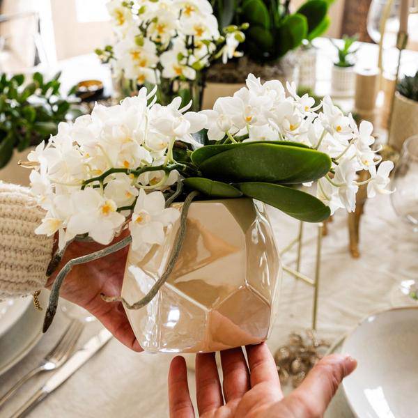 Weiße Orchidee 'Nazaré' Zimmerpflanze Ø9cm – blühende Orchidee für Wohnzimmer, Büro & helle Standorte kaufen – Plant