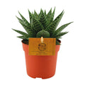 Sukkulente Gasterie Hybride Aurora Zimmerpflanze Ø11cm ↕15cm – pflegeleichte Sukkulente für Wohnzimmer, Büro & helle Standorte kaufen – Plant