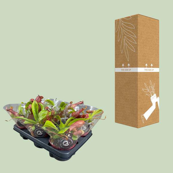 Fleischfressende Pflanze – Nepenthes Alata – Kannenpflanze – Ø12cm – ↕17cm – Exotische Zimmerpflanze mit dekorativen Kannenfallen – Pflegeleicht & dekorativ – Plant