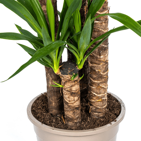 Riesen – Palmlilie Yucca Elephantipes Zimmerpflanze Ø27cm ↕160cm – pflegeleichte Grünpflanze für Wohnzimmer, Büro & helle Standorte kaufen – Plant