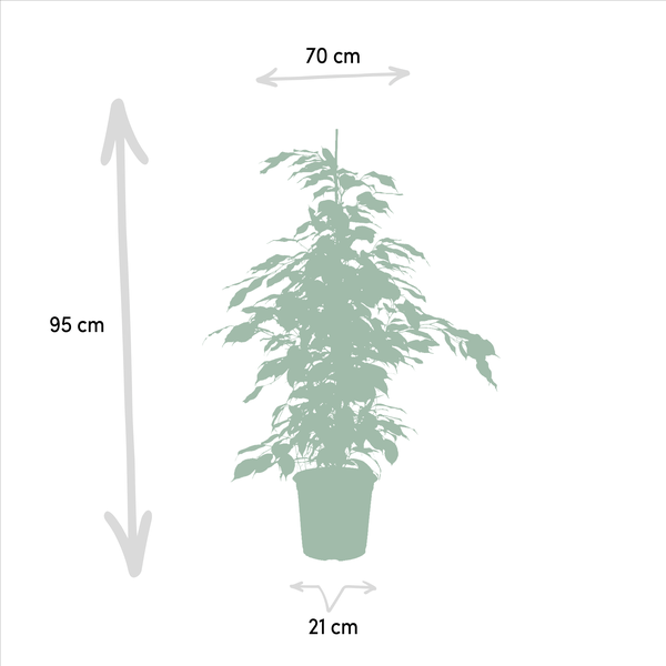 Pflanzenset Ficus Benjamina Danielle + Twilight + Microcarpa Moclame – Zimmerpflanzen – je Ø21cm – ca. 95cm Höhe – Luftreinigende grüne Schönheiten für helle Innenräume – Plant