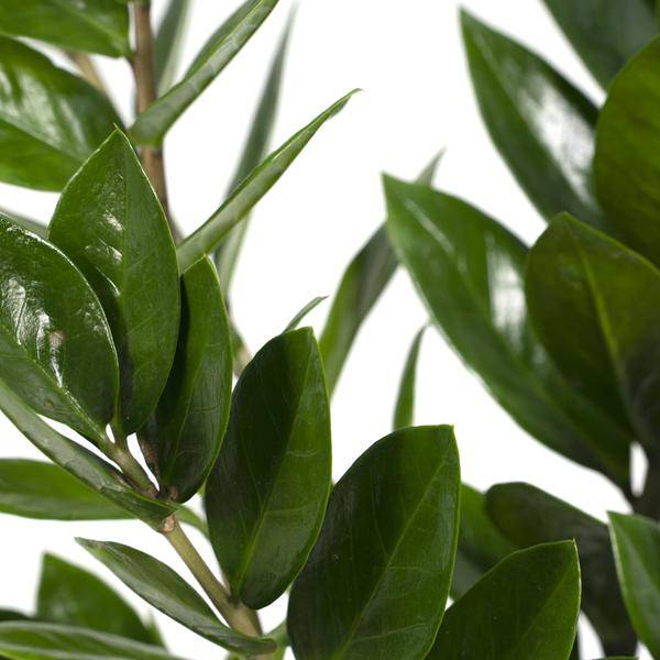 Glücksfeder Zamioculcas Zamiifolia Zimmerpflanze Ø17cm ↕70cm – pflegeleichte Grünpflanze für Wohnzimmer, Büro & helle Standorte kaufen – Plant