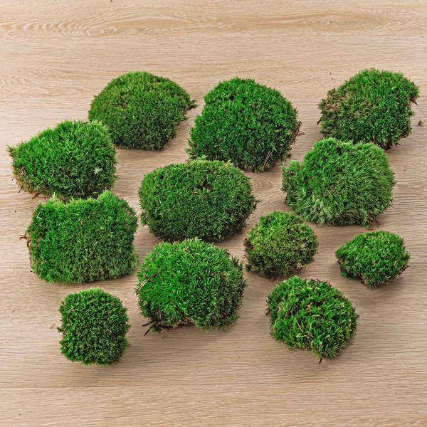 Lebendes Kissenmoos – pflegeleichter Flaschengarten im Glas, Pflanzen Terrarium für Wohnzimmer & Büro – Plant