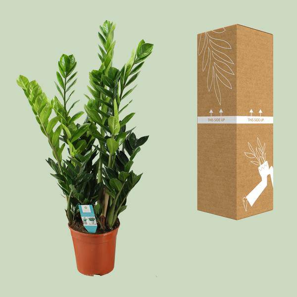 Glücksfeder Zamioculcas – Zimmerpflanze – Ø21cm – ca. 75cm hoch – Luftreinigend & pflegeleicht – Für halbschattige Innenbereiche – Plant