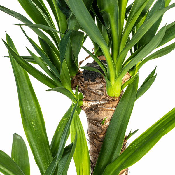Yucca Elephantipes – Riesen – Palmlilie – Zimmerpflanze Ø19cm ↕70-90cm – Robust & pflegeleicht – Exotisch & dekorativ – Plant