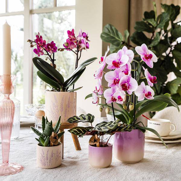 Gradience Übertopf Rosa – Ø6cm – Blumentopf mit Farbverlauf – Glänzender Keramiktopf für Sukkulenten & Mini – Orchideen – Plant