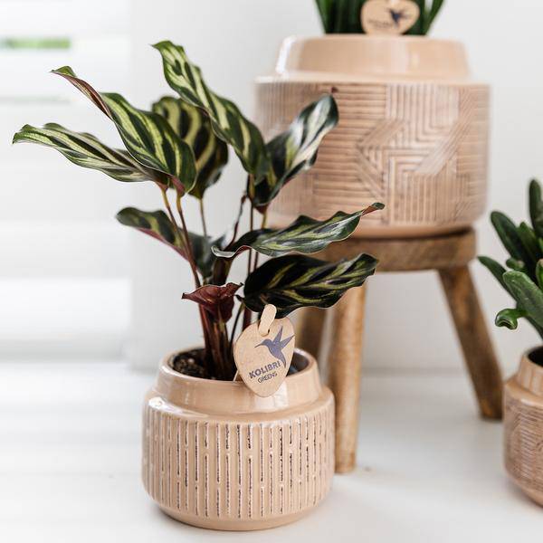 Calathea Makoyana – Pfauen – Korbmaranthe – Zimmerpflanze – Ø9cm – Exotische, kompakte Grünpflanze mit dekorativen Blättern – Plant