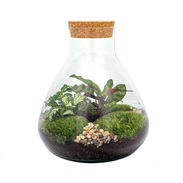 Flaschengarten ↕27cm – pflegeleichter Flaschengarten im Glas, Pflanzen Terrarium für Wohnzimmer & Büro – Plant