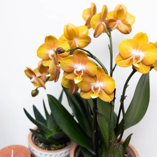 Phalaenopsis Orchidee Las Vegas Zimmerpflanze Ø12cm – blühende Orchidee für Wohnzimmer, Büro & helle Standorte kaufen – Plant