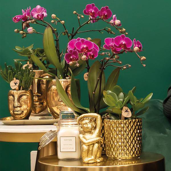 Phalaenopsis – Orchidee – Morelia – Fliederfarben – Ø9cm – ca. 35cm hoch – Inkl. goldener Diamond – Ziertopf – Blühende Zimmerpflanze mit 2-3 Zweigen – Plant