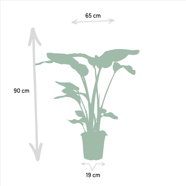 Pflanzenset Strelitzia Nicolai & Monstera Deliciosa Ø19cm Ø21cm ↕75cm – pflegeleichtes Pflanzen Set für Urban Jungle, Fensterbank, Wohnzimmer – Plant