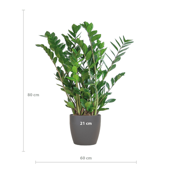Zamioculcas Zamiifolia Glücksfeder – robuste Zimmerpflanze ↕80cm Ø21cm – pflegeleichte Smaragdpalme im nachhaltigen Viber Topf Grau – Plant