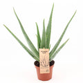 Aloe Vera – Echte Aloe – Ø14cm – ↕45cm Pflanze – Pflegeleichte Heilpflanze für Zuhause & Büro – Plant