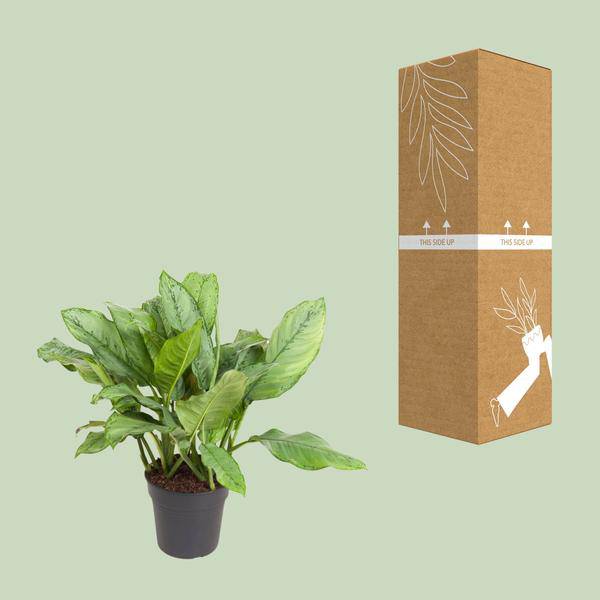 Kolbenfaden Aglaonema B.J. Freedman Zimmerpflanze Ø24cm ↕70cm – pflegeleichte Grünpflanze für Wohnzimmer, Büro & helle Standorte kaufen – Plant
