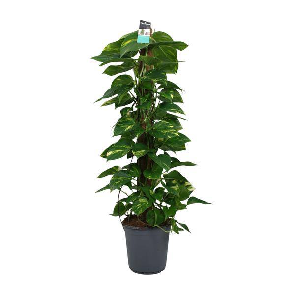 Efeutute Scindapsus Epipremnum – Ø24cm – ↕120cm – Pflegeleichte Rankpflanze & luftreinigende Zimmerpflanze – Plant
