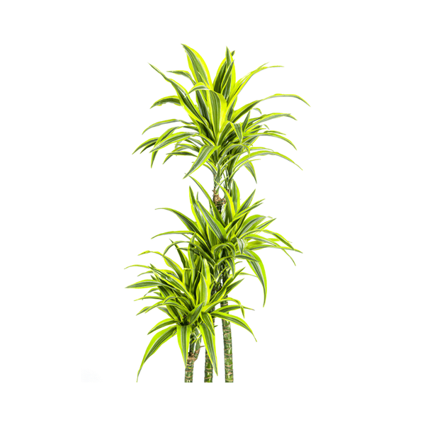 Drachenbaum Dracaena Deremensis Lemon Lime Zimmerpflanze Ø27cm ↕180cm – pflegeleichte Grünpflanze für Wohnzimmer, Büro & helle Standorte kaufen – Plant