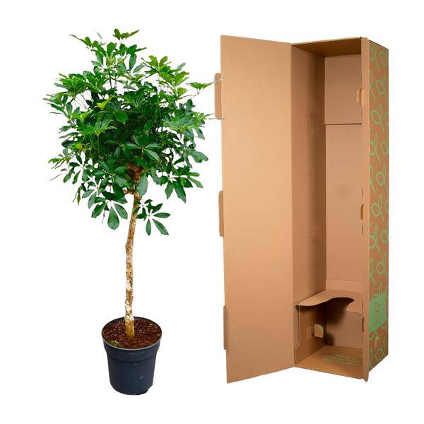 Strahlenaralie – Schefflera auf Stiel – Zimmerpflanze 170cm – Ø35cm – Immergrüne Grünpflanze mit handförmigen Blättern – Tropische XXL – Plant