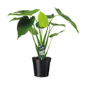 Alocasia Cucullata – Elefantenohr – Ø19cm x H55cm – Tropische Zimmerpflanze mit großen grünen Blättern – Pflegeleicht & dekorativ – Plant