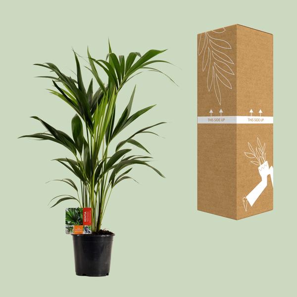 Kentiapalme Howea Forsteriana Zimmerpflanze Ø19cm ↕100cm – tropische Grünpflanze für Wohnzimmer, Büro & helle Standorte kaufen – Plant