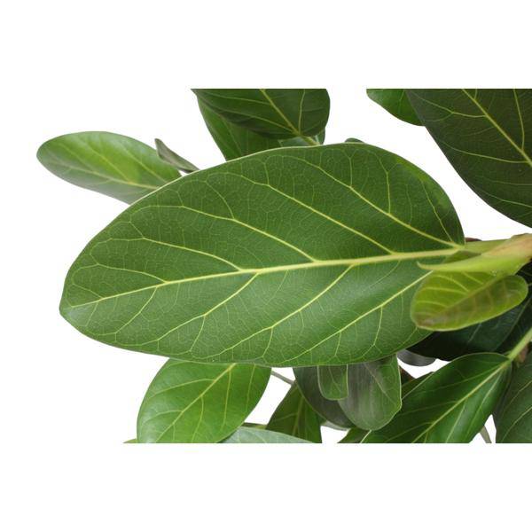Ficus Benghalensis – Banyan – Feige auf Stamm – ca. 150cm Höhe – Zimmerpflanze mit großen glänzenden Blättern – Topfgröße Ø34cm – Elegante Innenraum – Plant