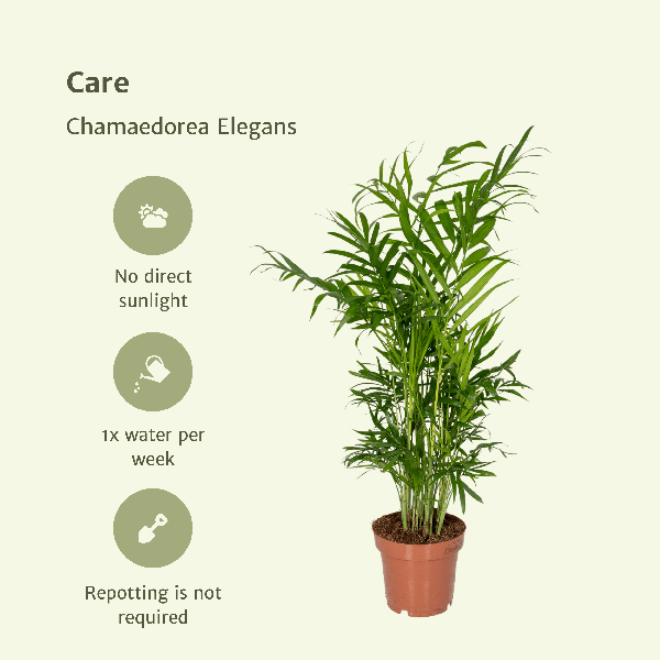 Mexikanische Bergpalme – Chamaedorea Elegans – 2 Pflanzen – Zimmerpflanze – Ø12cm – ↕40cm – Plant