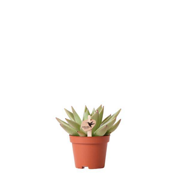 Sukkulente Echeveria Miranda – Grüne Rosettenpflanze – Ø6cm – Pflegeleichte Zimmerpflanze – In Blumenerde – Für helle Standorte – Plant
