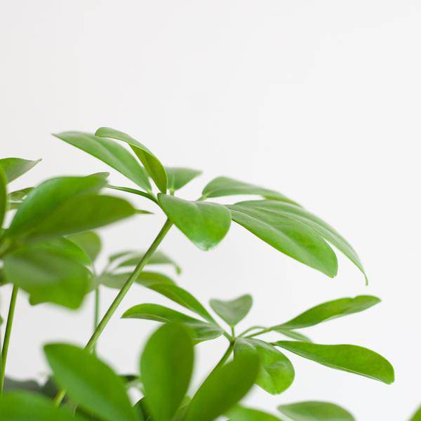 Schefflera Arboricola Nora – Birkenfeige – Zimmerpflanze + Blumentopf Sofia Natur – ↕70cm – Ø21cm – Handförmige Blätter – Pflegeleicht & dekorativ – Plant