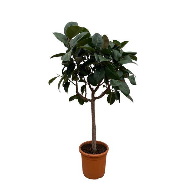 Gummibaum Ficus Elastica Robusta Zimmerpflanze Ø40cm ↕170cm – pflegeleichte Grünpflanze für Wohnzimmer, Büro & helle Standorte kaufen – Plant