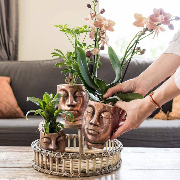 Runde Bambusschale Ø30cm Zimmerpflanze Ø30cm – pflegeleichte Grünpflanze für Wohnzimmer, Büro & helle Standorte kaufen – Plant