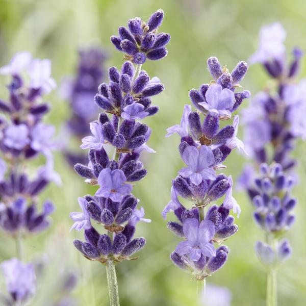 Lavender Lavandula 'Hidcote' – Reich blühender Lavendel – ↕10-25cm – Ø9cm – pflegeleicht & sonnig – Plant