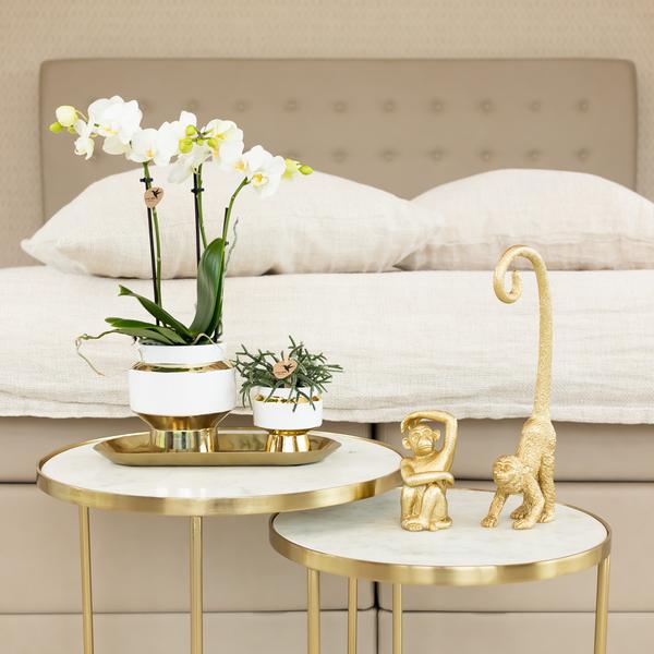 Le Chic Blumentopf Zimmerpflanze Ø6cm – blühende Orchidee für Wohnzimmer, Büro & helle Standorte kaufen – Plant