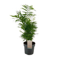 Mexikanische Bergpalme Chamaedorea Elegans – Ø17cm – ↕50cm – Pflegeleichte Zimmerpalme mit luftreinigend – Plant
