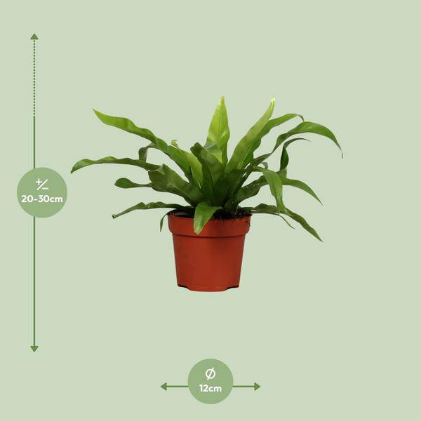 Nestfarn Asplenium antiquum – Zimmerpflanze – Ø12cm – ↕25cm – pflegeleichter Farn mit dekorativen, grünen Wedeln – Plant