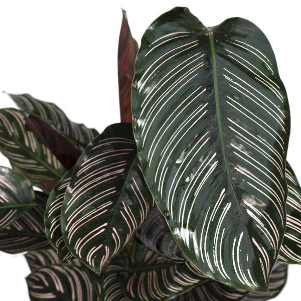 Calathea Ornata Korbmarante – Zimmerpflanze – Ø19cm ↕75cm – Dunkelgrüne Blätter mit rosa Streifen – Tropische Pflanze für Wohnräume – Plant