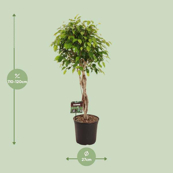 Birkenfeige – Ficus Benjamina Exotica – Ø27cm – ↕120cm – Große Zimmerpflanze mit üppigem, grünem Laub – Plant