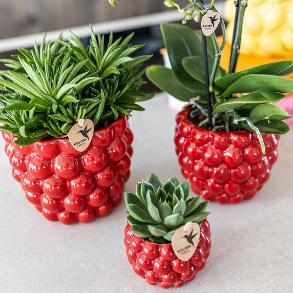 Übertopf Rot Keramik Ø12cm – moderner Pflanztopf für Zimmerpflanzen, Sukkulenten, Kakteen & Kräuter – Plant