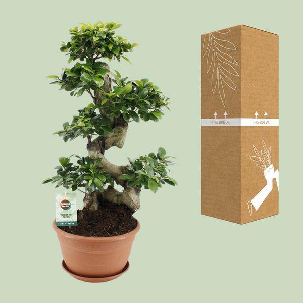 Chinesische Feige Ficus Ginseng Zimmerpflanze Ø27cm ↕70cm – pflegeleichte Grünpflanze für Wohnzimmer, Büro & helle Standorte kaufen – Plant