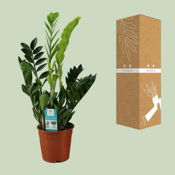 Glücksfeder Zamioculcas zamiifolia Zimmerpflanze Ø17cm ↕65cm – pflegeleichte Grünpflanze für Wohnzimmer, Büro & helle Standorte kaufen – Plant